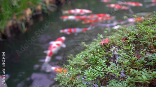  金魚、池、庭園、池泉回遊式、日本庭園、季節、草木、紅葉、秋