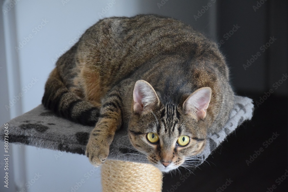Cute Brown Striped Tabby Domestic Cat Portrait Cute Brown Striped Tabby Domestic Cat Portrait