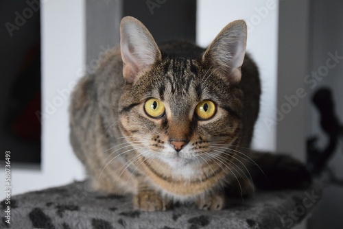 Cute Brown Striped Tabby Domestic Cat Portrait