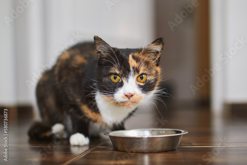 Cute brown cat eating from metal bowl at home. Domestic life with pet. .