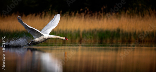 Amazing Swan trying to take off from the surface of the lake. photo