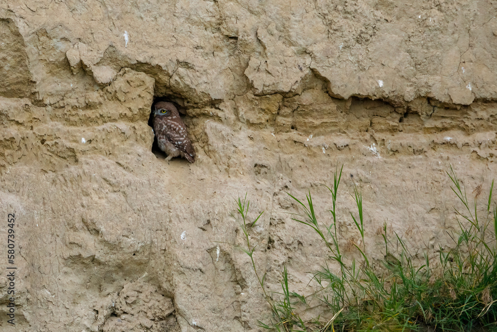 The Little Owls in a Cave in the Danube Delta of Romania The Little Owls in a Cave in the Danube Delta of Romania