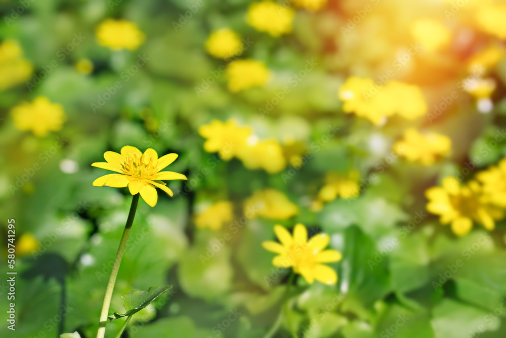 Ranunculus auricomus, spring time