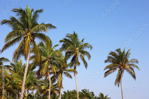 Coconut palm trees on blue sky background. Tropical beach  paradise nature