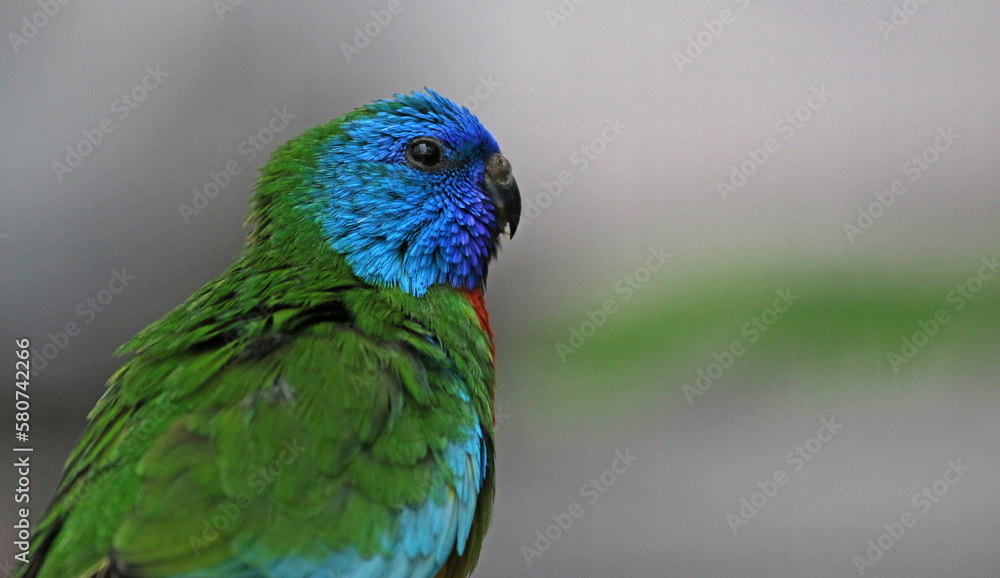 Fototapeta premium A side view of a Scarlet-Chested Parrot (Neophema splendida)..