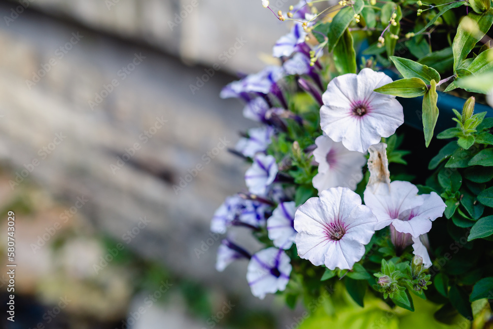 Fototapeta premium ペチュニア