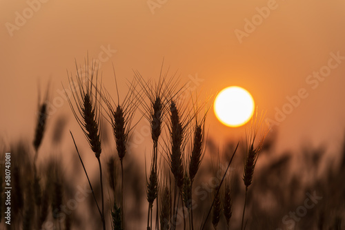 Ears of golden wheat in wheat field with natural sunset background, ripening ears of wheat field for rich harvest concept.