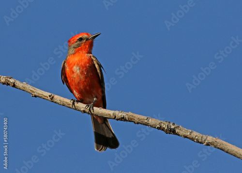 A Vermillion Flycatcher (Pyrocephalus obscurus) perched at the top of a tree, located in Tuscon, Arizona..