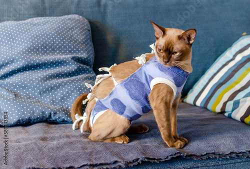 Postoperative bandage on a burmese cat. Home care of a pet after a sterilization. Pet sterilization concept. Adorable female cat in special suit bandage recovering after surgery