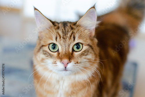 Portrait of a red Ginger stripped color siberian cat with yellow green eyes lying on the floor at home. Fluffy purebred straight-eared long hair male kitty. Adorable domestic pet concept. © I_love_life