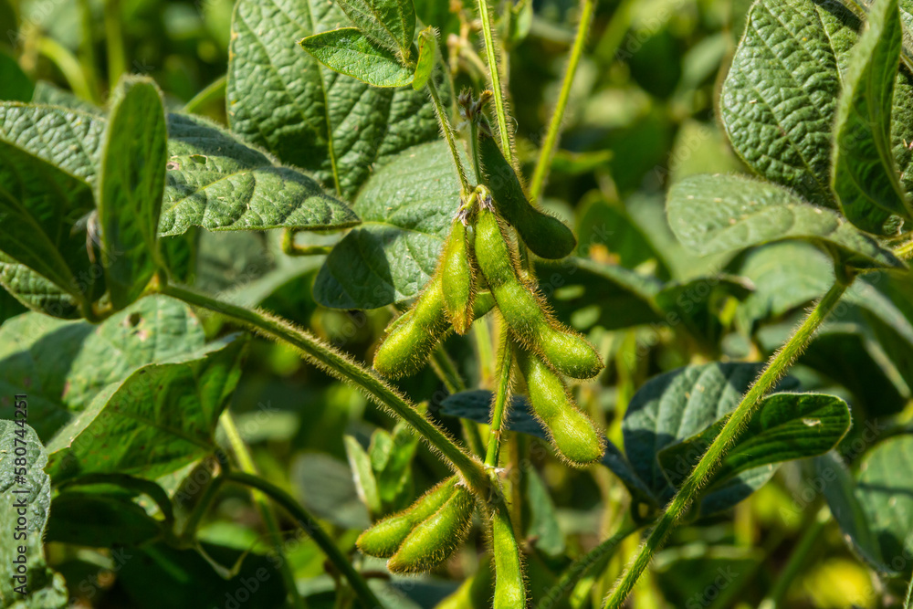 In the middle of the summer on a farm field growing soybeans In the middle of the summer on a farm field growing soybeans