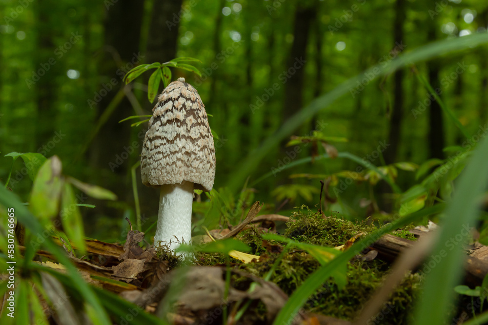 Coprinopsis picacea is a species of fungus in the Psathyrellaceae. It is commonly called magpie fungus. Small mushroom in autumn Coprinopsis picacea is a species of fungus in the Psathyrellaceae. It is commonly called magpie fungus. Small mushroom in autumn