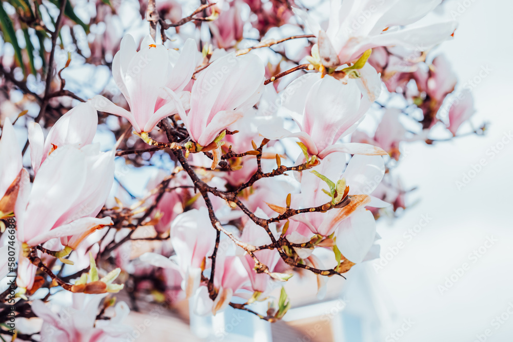 Close up flowering magnolia tree densely covered with beautiful fresh white and pink flowers in spring. Bright day sunshine. Blooming magnolia. Copy space. Selective focus.