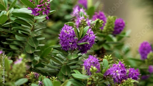 Beautiful purple flowers of hebe speciosa. Shrubby veronica plant photo