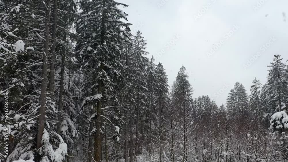 fantastic snowy winter landscape in the forest with snowfall,drone photography, fantastic snowy winter landscape in the forest with snowfall,drone photography,