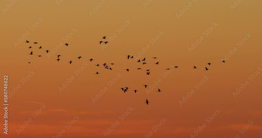 Flock of common cranes in the Camargue, France Flock of common cranes in the Camargue, France