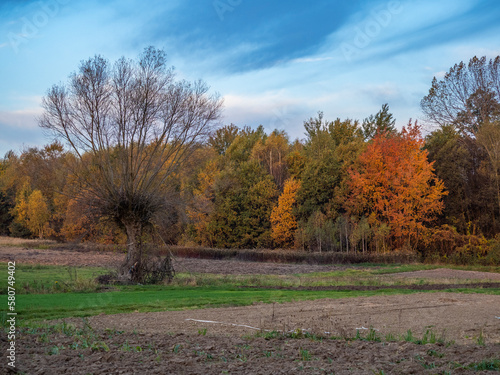 autumn landscape with trees © KrzysztofAleksander