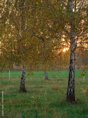autumn in the woods © KrzysztofAleksander