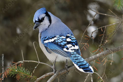 blue jay sitting on a branch