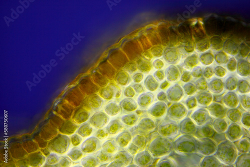 Microscopic view of Border forsythia (Forsythia x intermedia) stem cross-section. Polarized light with crossed polarizers.