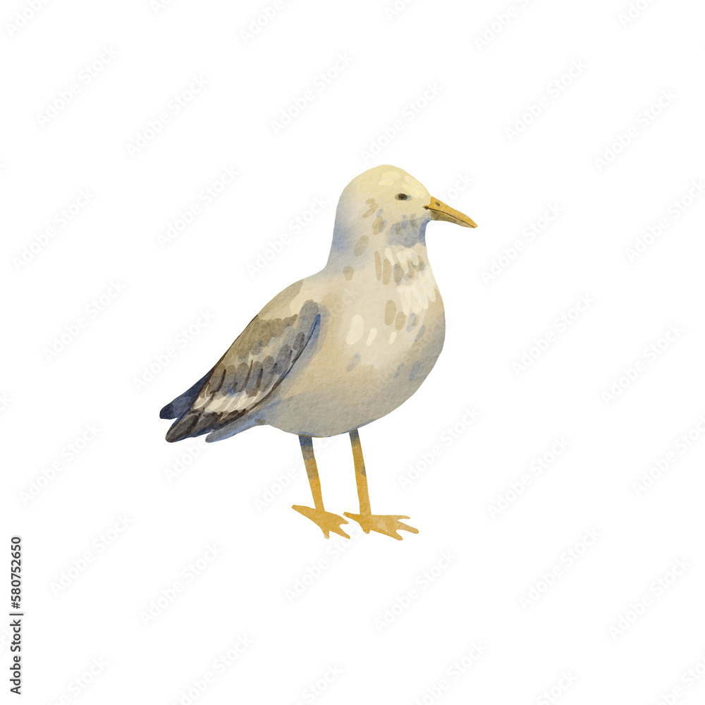 A sea gull stands on a white background. Watercolor illustration of an albatross. A walking bird, big and gray. Cartoon style. Summer motif. Suitable for postcards, packaging, design. A sea gull stands on a white background. Watercolor illustration of an albatross. A walking bird, big and gray. Cartoon style. Summer motif. Suitable for postcards, packaging, design.