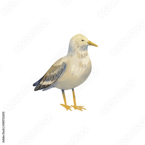A sea gull stands on a white background. Watercolor illustration of an albatross. A walking bird, big and gray. Cartoon style. Summer motif. Suitable for postcards, packaging, design.