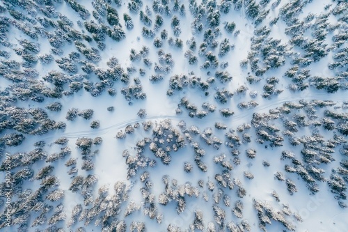 Top aerial view of trees covered in snow in the Carpathian mountains. Majestic background