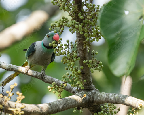 A blue winged parakeet having fruit from tree