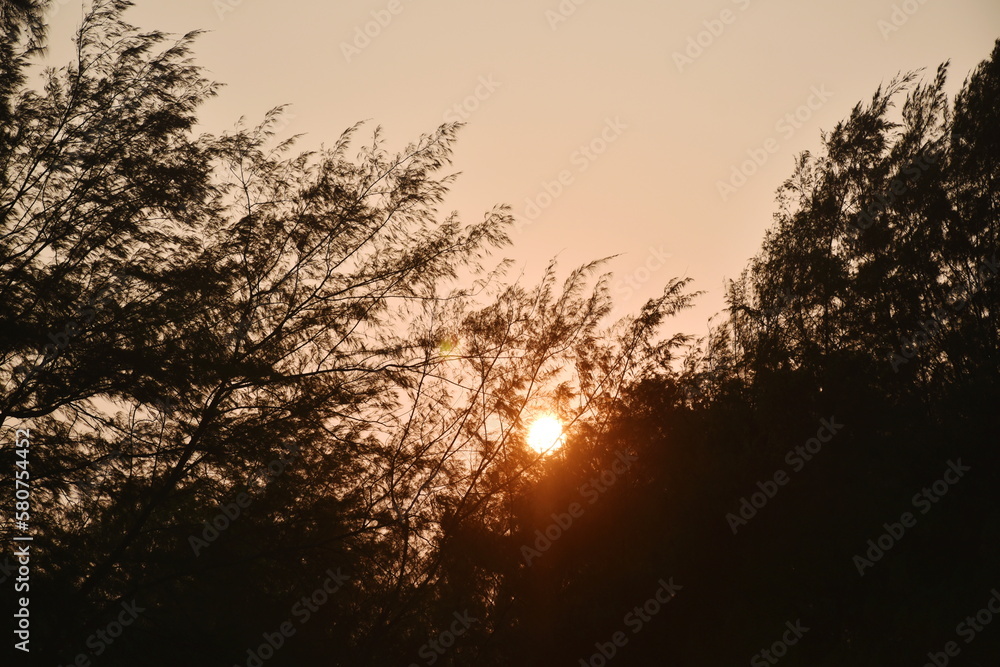 pine tree and sunlight spreading through cloudy on sunset pine tree and sunlight spreading through cloudy on sunset