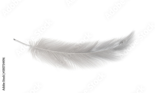 背景透過したグレーの鳥の羽根