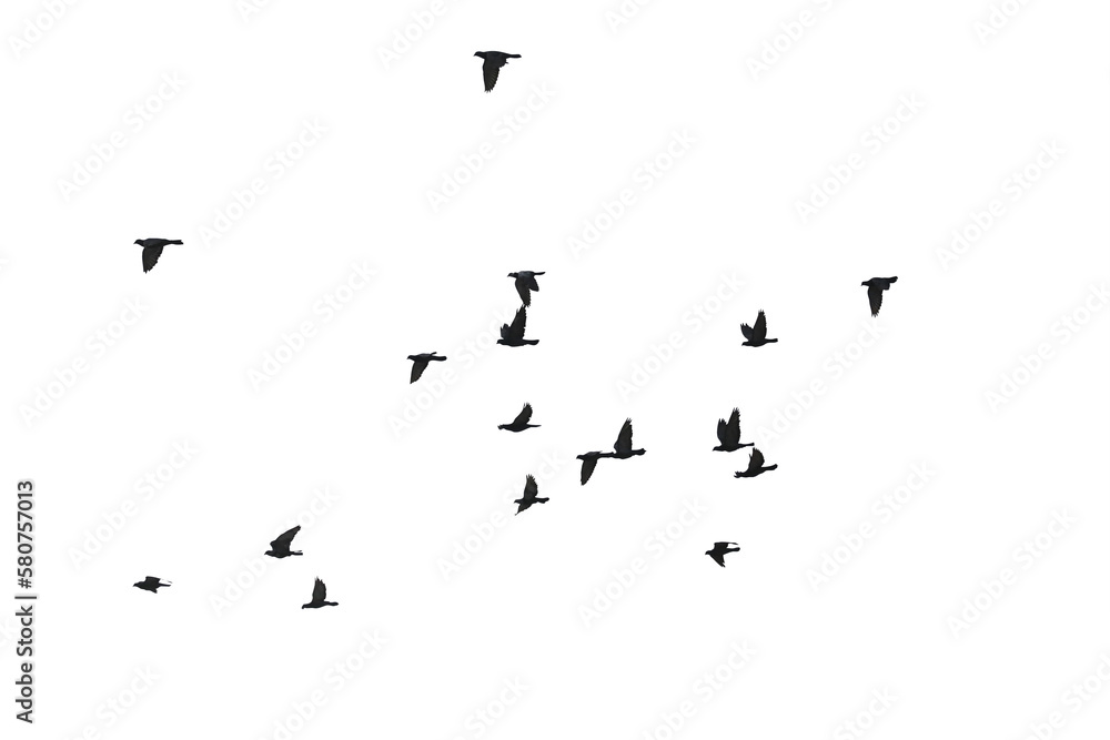 Flocks of flying pigeons isolated on white background. Save with clipping path.