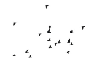 Flocks of flying pigeons isolated on white background. Save with clipping path.