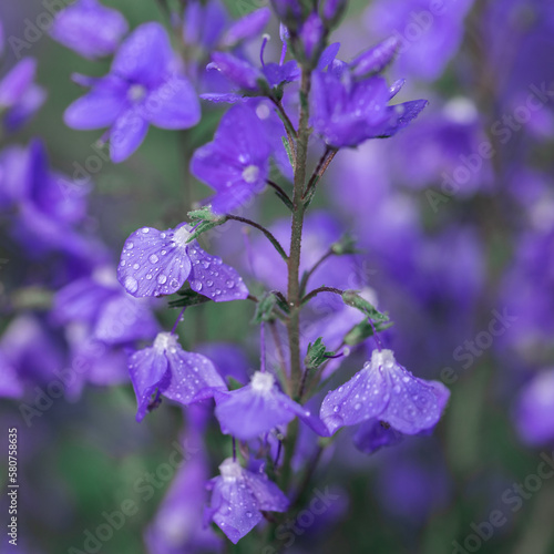 Veronica flowers in raindrops.