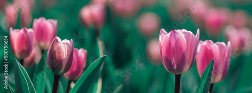 Large orange-yellow tulips in a flower bed.