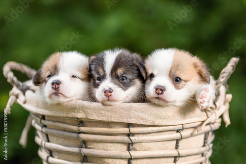 Three little cute puppies of welsh corgi pembroke breed dog in basket at nature