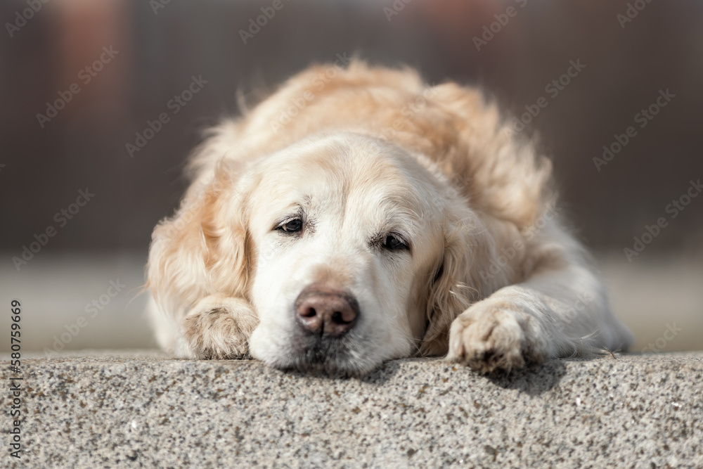 Fluffy Chocolate Retriever Long Hair Golden Retriever Labrador - Main Image