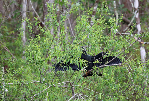 Cormorant hiding on the tree, Florida