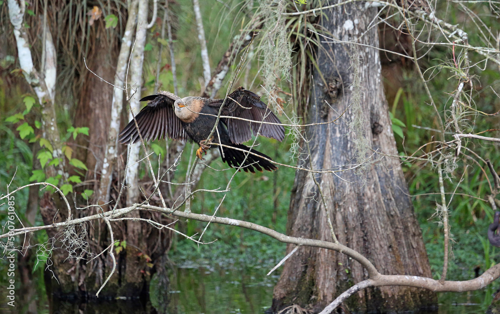 Naklejka premium Cormorant drying wings, Florida