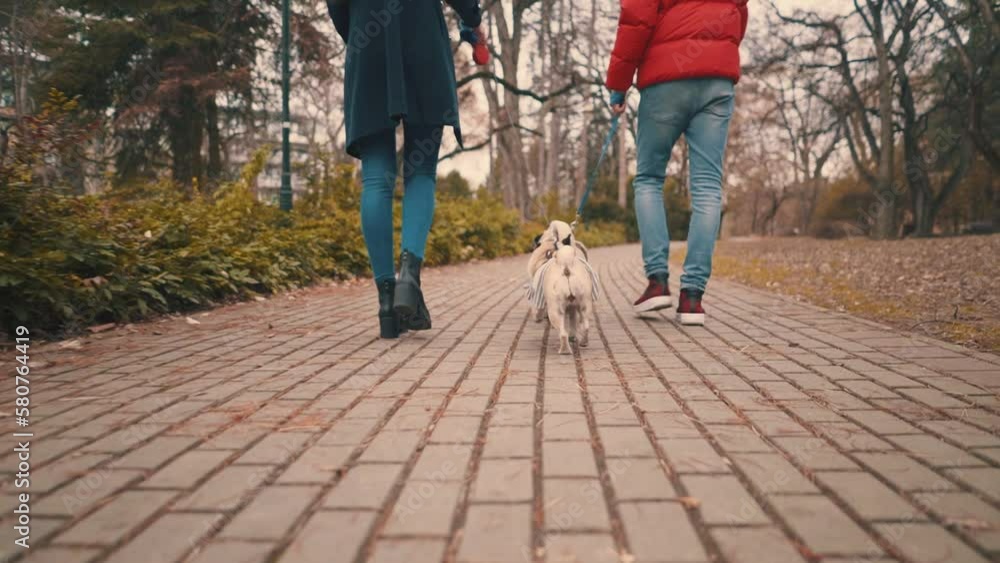 Beautiful young man and woman in park with their Pug dogs walking Beautiful young man and woman in park with their Pug dogs walking