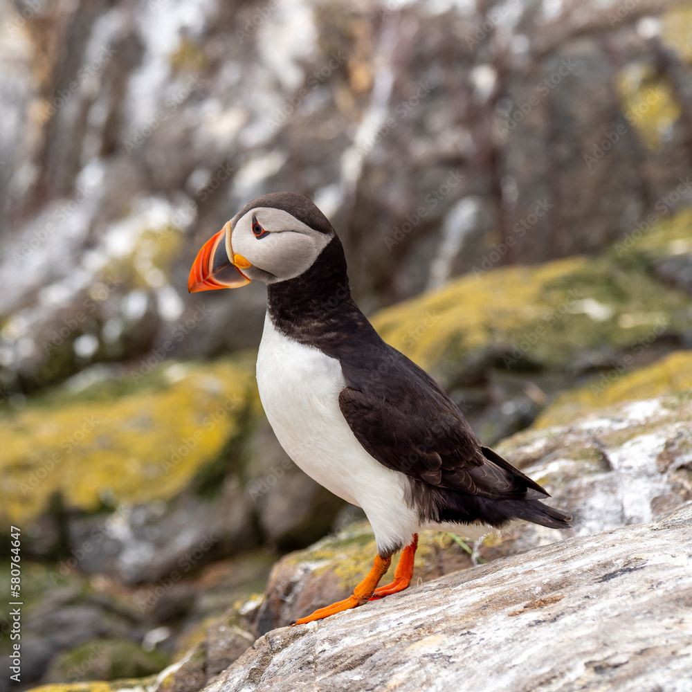 Fototapeta premium A Close up of a Puffin Bird