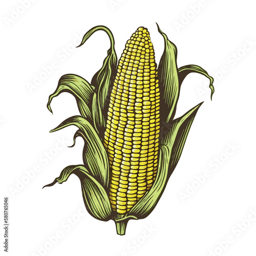 Cobs of corn, grains and cornlets. Ink sketch of maize isolated on white background. Maize hand drawn vector illustration. Retro style.Corn vintage pencil sketch. Engraving style