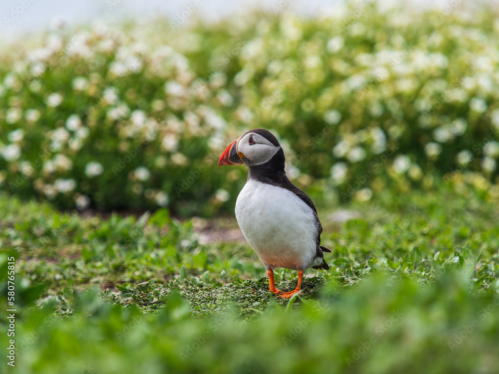 Puffin Bird Standing in Grass Puffin Bird Standing in Grass