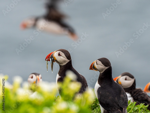 Puffin Birds with Sand Eels photo