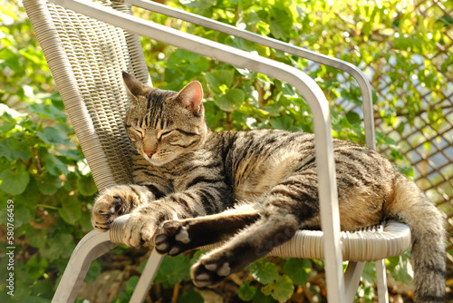 beautiful striped cat whiskas color lies in cozy wicker chair in sunny garden, basks in sun, midges fly, concept behavioral characteristics, body language of cats, keeping pets, animal-companion