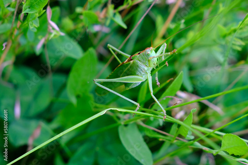 green insect from order Orthoptera, grasshopper, Caelifera, filly sits among thick grass, mimicry in natural environment, concept of damage to agriculture from locusts, save nature
