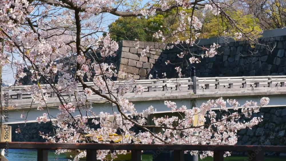 日本、桜、大阪、大阪城、公園、天守閣、春の風景、日本の国花 日本、桜、大阪、大阪城、公園、天守閣、春の風景、日本の国花