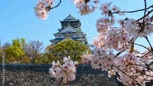 日本、桜、大阪、大阪城、公園、﻿天守閣、春の風景、日本の国花