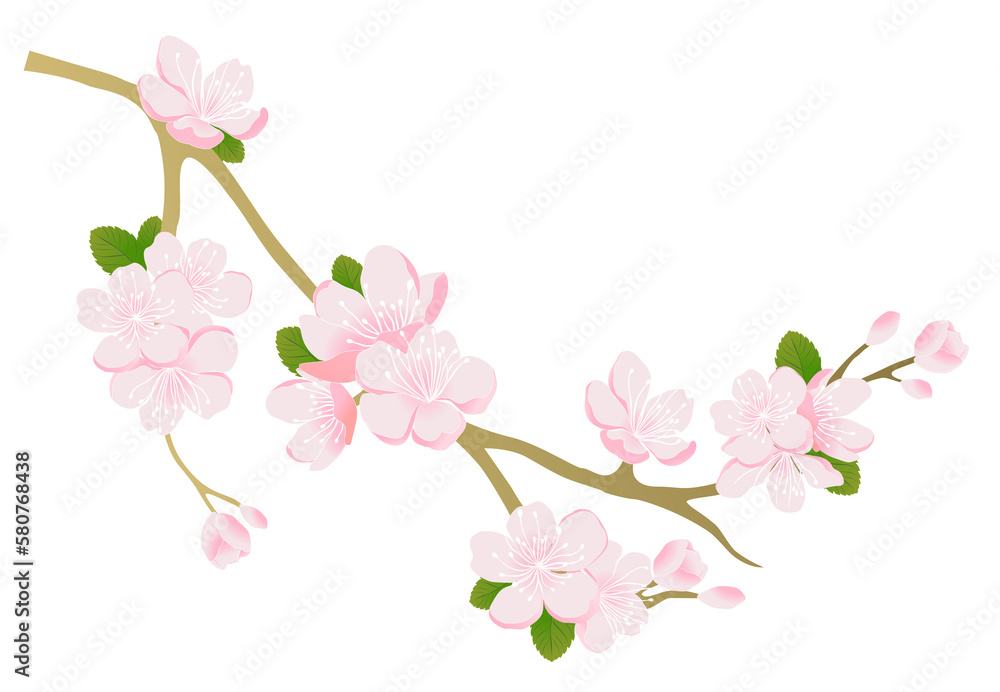 Branch of cherry blossom bloom vector design for background Branch of cherry blossom bloom vector design for background