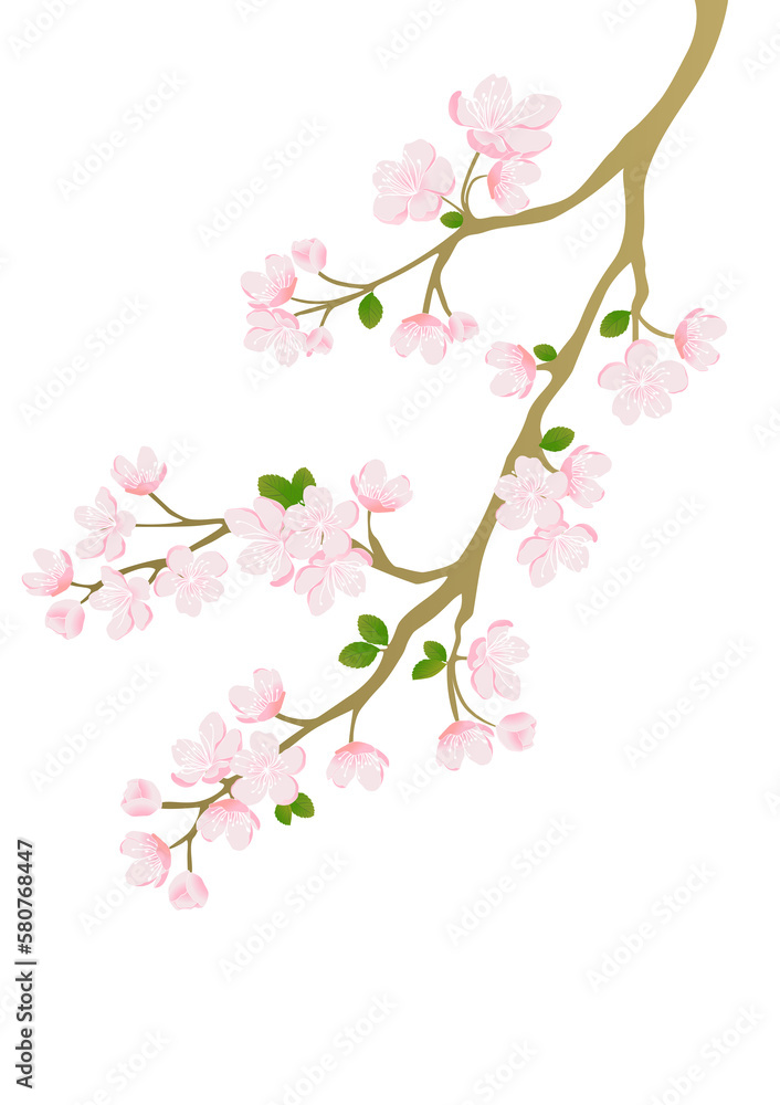 Cherry blossom branch vector for design
