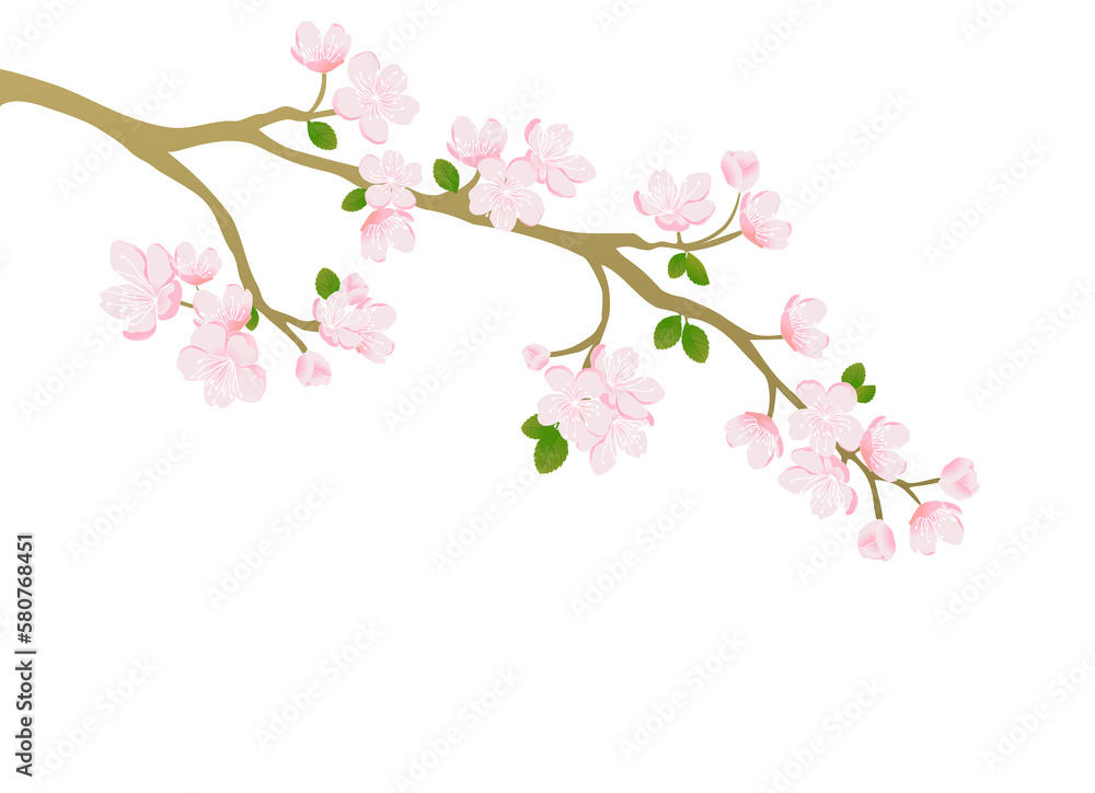 Pink cherry blossom vector design for card and background